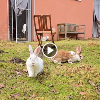 Die Kaninchen Murmel-Schnurps, Herr Lili und Elfie auf einer Wiese