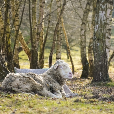 Schaf Sina liegt auf einer Wiese, angelehnt an ein Kissen