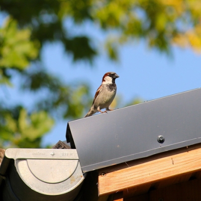 Ein Spatz auf einem Dach im Land der Tiere