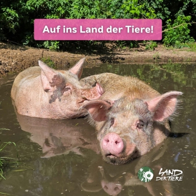 Die Schweine Helge und Knut liegen gemeinsam in der der Suhle. Darüber der Text "Auf ins Land der Tiere!"
