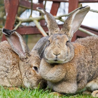 Kaninchen Fiffi und ihr Bruder kuscheln im Land der Tiere