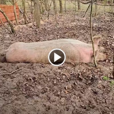 Schwein Hanna und ihr Sohn Hein liegem im Sand und schlafen