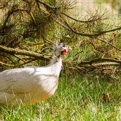 Zu sehen ist der weiße Perlhuhnhahn Hütchen im Seitenprofil. Er ist auf einer grünen Wiese unterwegs, im Hintergrund sind Kiefern zu sehen.