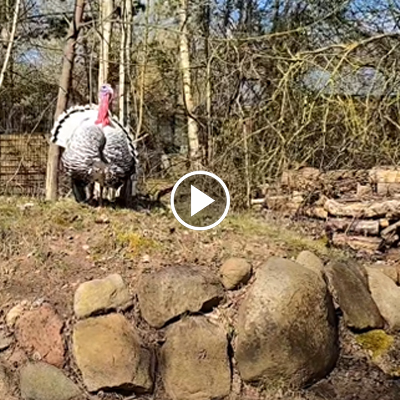 Puter Aljosha steht auf einem Hügel