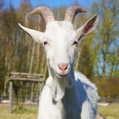 Ziegenjunge Anton schaut frontal in die Kamera.