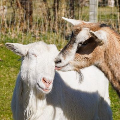 Ziege Bärta wird von Ziegenjunge Johannes am Gesicht geschleckt.
