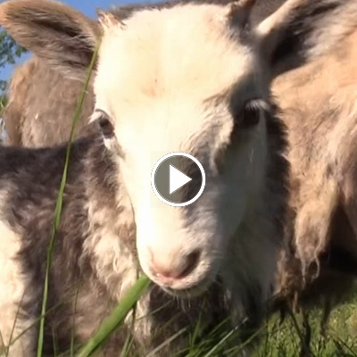 Schaf Jules Baby als kleiens Lamm