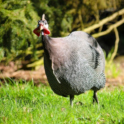 Perlhuhn Calimero läuft durchs Gras