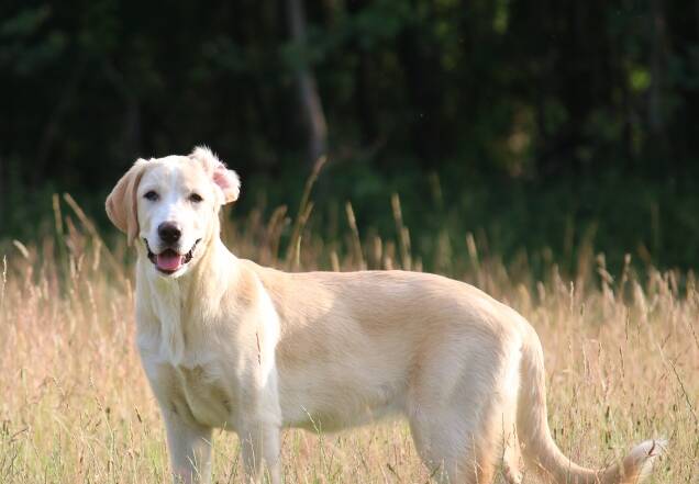 Hündin Carla auf einer Wiese mit hohem Gras