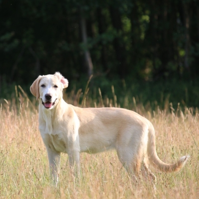 Hündin Carla auf einer Wiese mit hohem Gras