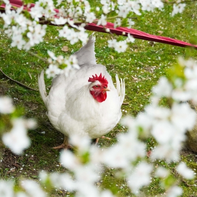Huhn Cosma unter einem mit weißen Blüten blühenden Wildpflaumenbaum