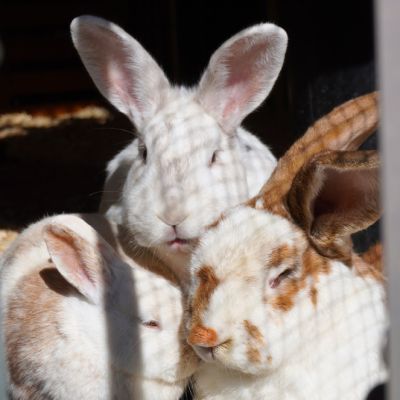 Die Kaninchen Elfie, Murmel-Schnurps und Herr Lili kuscheln eng aneinander.