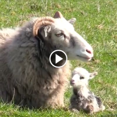 Schaf Jule und Jules Baby kurz nach ihrer Geburt im Jahr 2018
