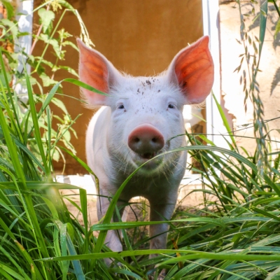 Schwein Lulu als junges Ferkel im hohen Gras kurz nach ihrer Rettung