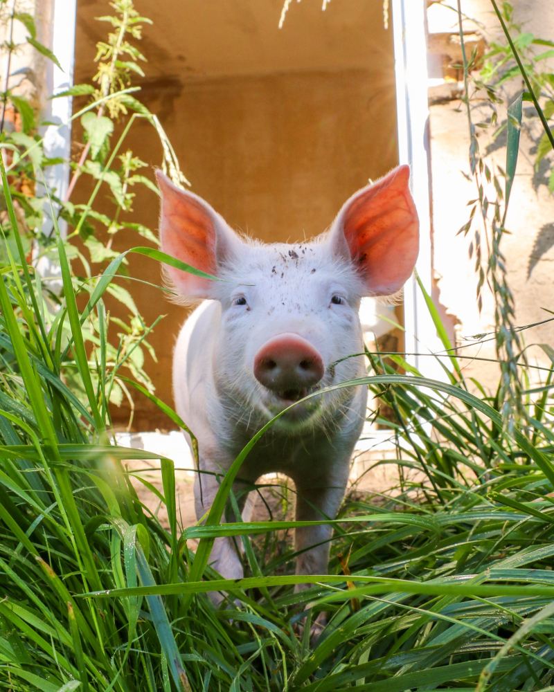 Schwein Lulu als junges Ferkel im hohen Gras kurz nach ihrer Rettung