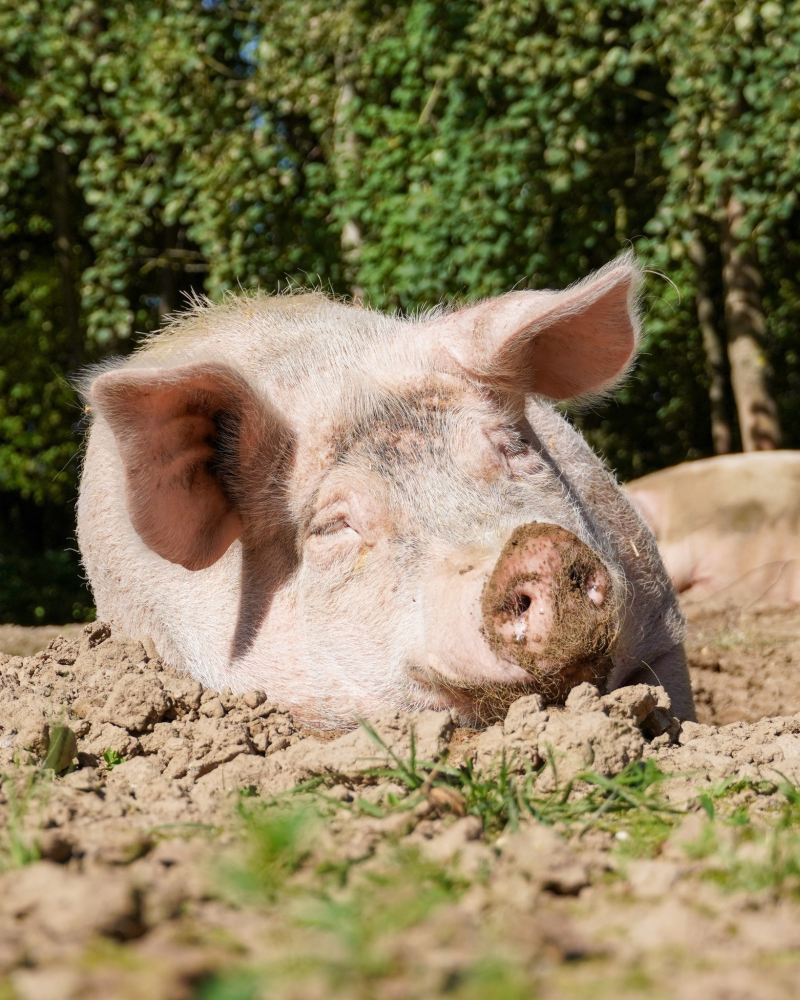 Schwein Lulu liegt im warmen Sand und sonnt sich im Schweineland im Land der Tiere