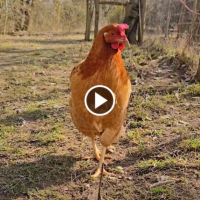 Huhn Maike im Land der Tiere