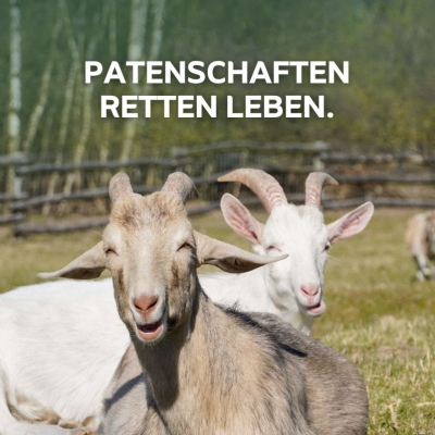 Die zwei Ziegen Oscar und Anton liegen hintereinander auf einer Wiese. Darüber der Text "Patenschaften retten Leben.".