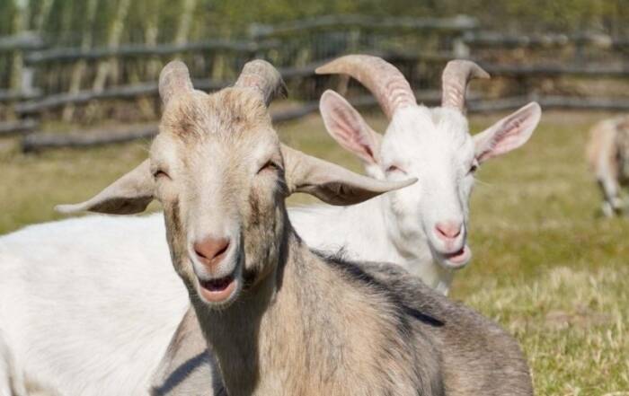 Die zwei Ziegen Oscar und Anton liegen hintereinander auf einer Wiese. Darüber der Text "Patenschaften retten Leben.".