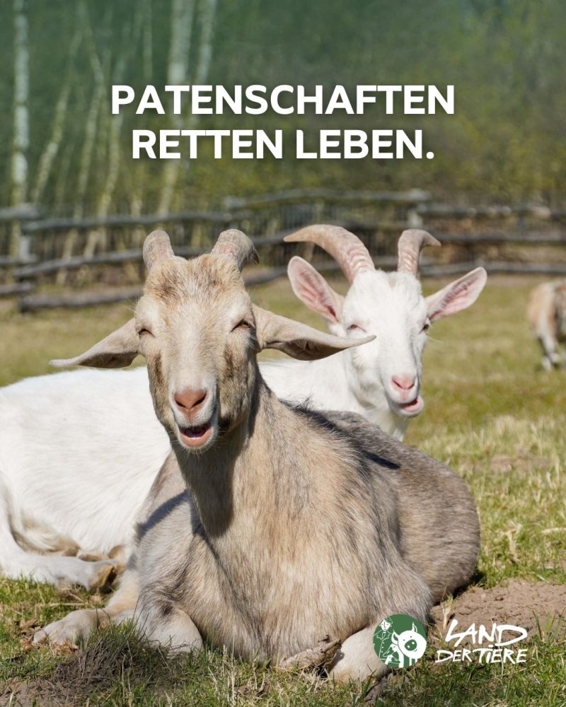 Die zwei Ziegen Oscar und Anton liegen hintereinander auf einer Wiese. Darüber der Text "Patenschaften retten Leben.".