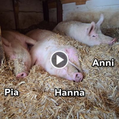 Die Schweine Pia, Hanna und Anna liegen nebeneinander im Stroh.