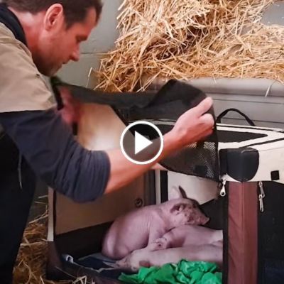 Die Schweine Pia, Hein & Willi in einer Transportbox bei ihrer Ankunft im Land der Tiere 2021