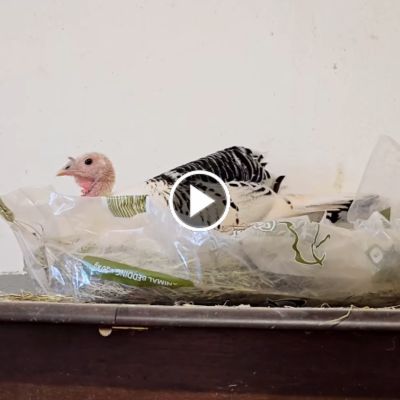 Pute Pieps sitzt in ihrem Nest, einem Streusack, auf einem Tisch