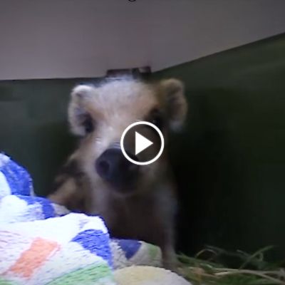 Wildschwein Pippa kurz nach ihrer Rettung 2019