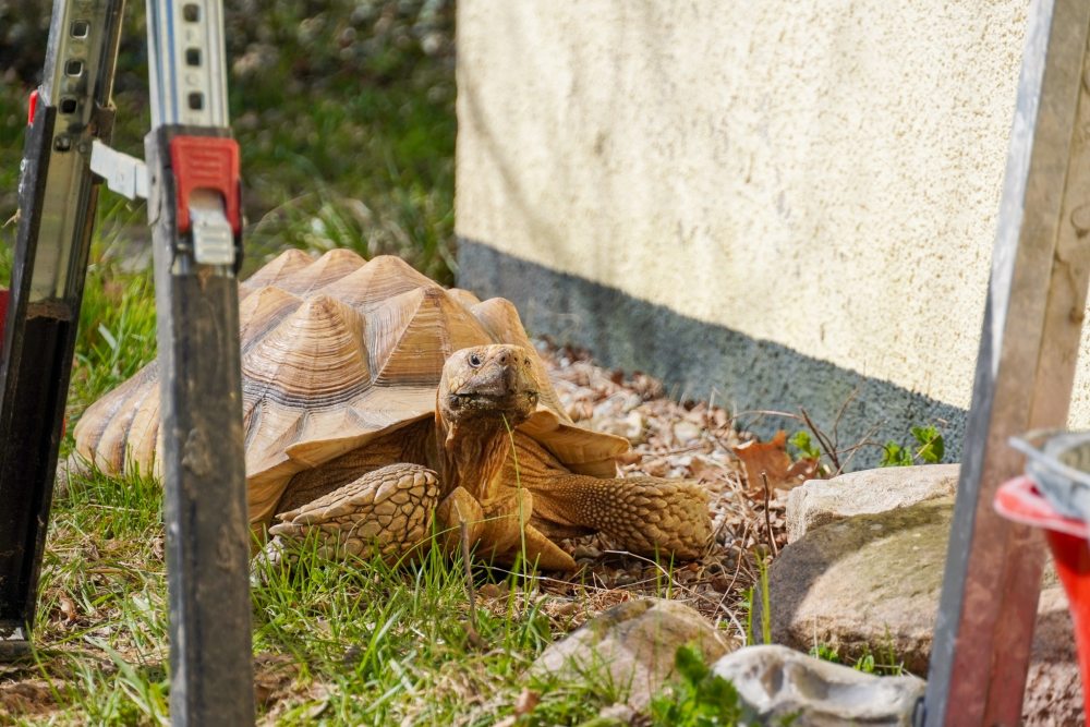 Spornschildkröte Sahel auf einer Baustelle umgeben von Bauequipment im Land der Tiere