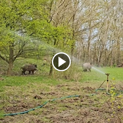 Die Wildschweine Resi & Pippa laufen durch einen Rasensprenger