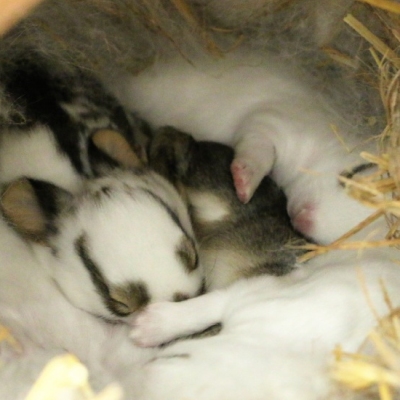 Eine Gruppe von Kaninchenbabies liegt zusammengekuschelt im Nest