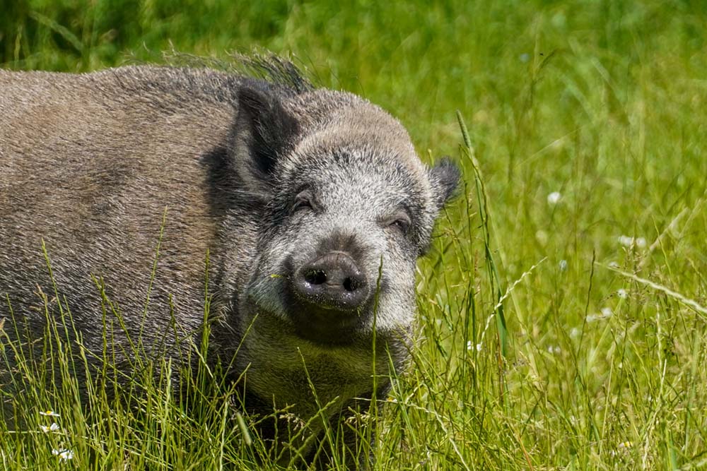 Wildschwein Resi
