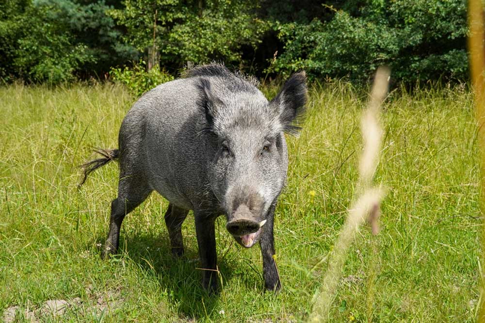 Wildschwein Pippa