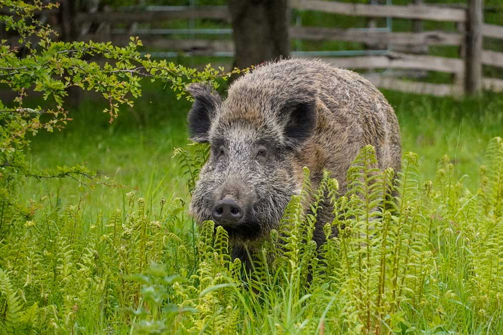 Wildschwein Pippa