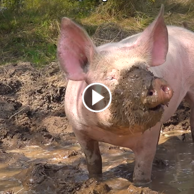 Die Schweinefamilie um Hanna, Willi, Hein & Pia in einer Matschsuhle im Land der Tiere
