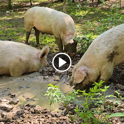 Die Schweinefamilie um Hanna, Willi, Hein & Pia in einer Matschsuhle im Land der Tiere