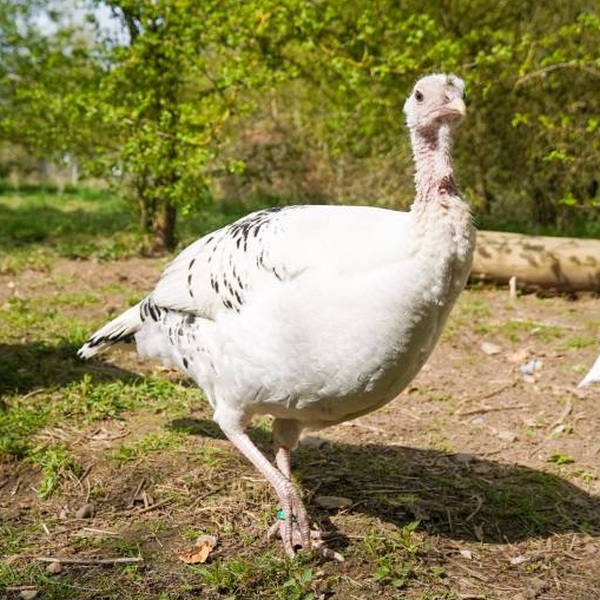 Patenschaft für Pieps abschließen