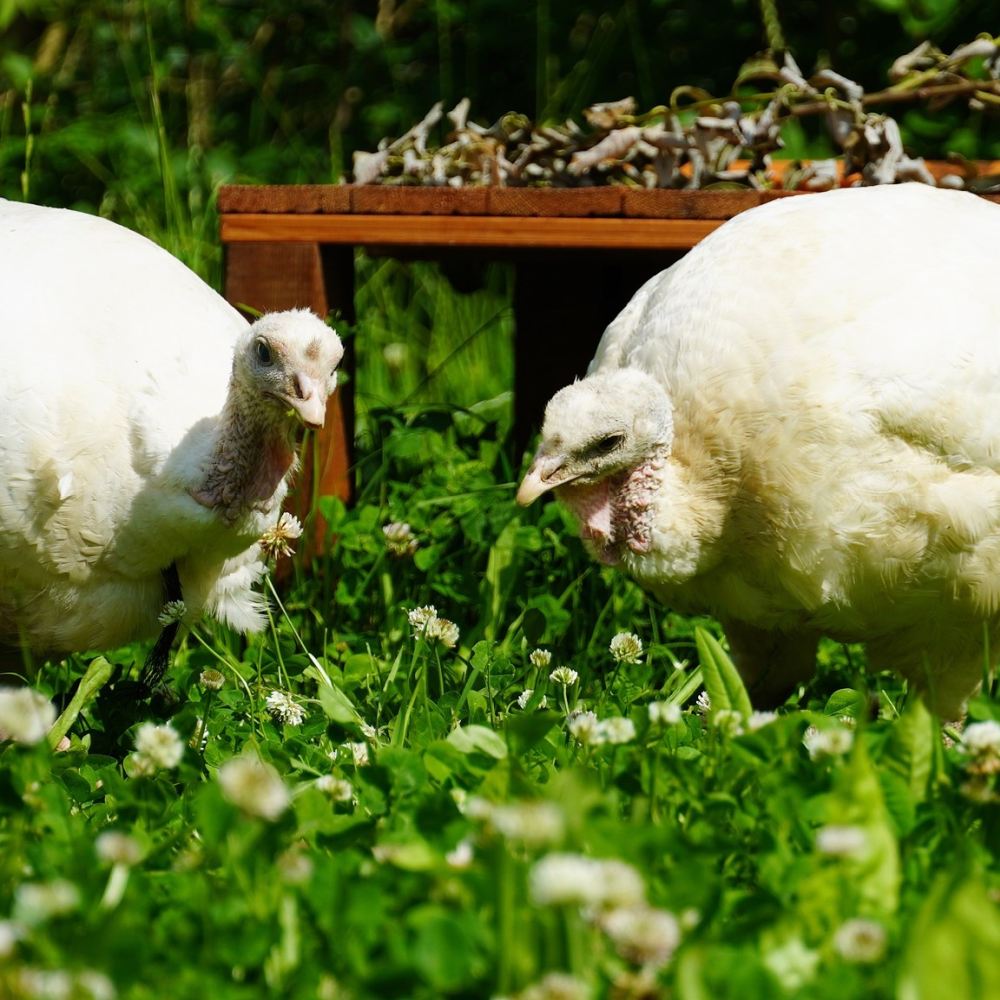 Die Puten Amelie & Cleo auf einer Wiese