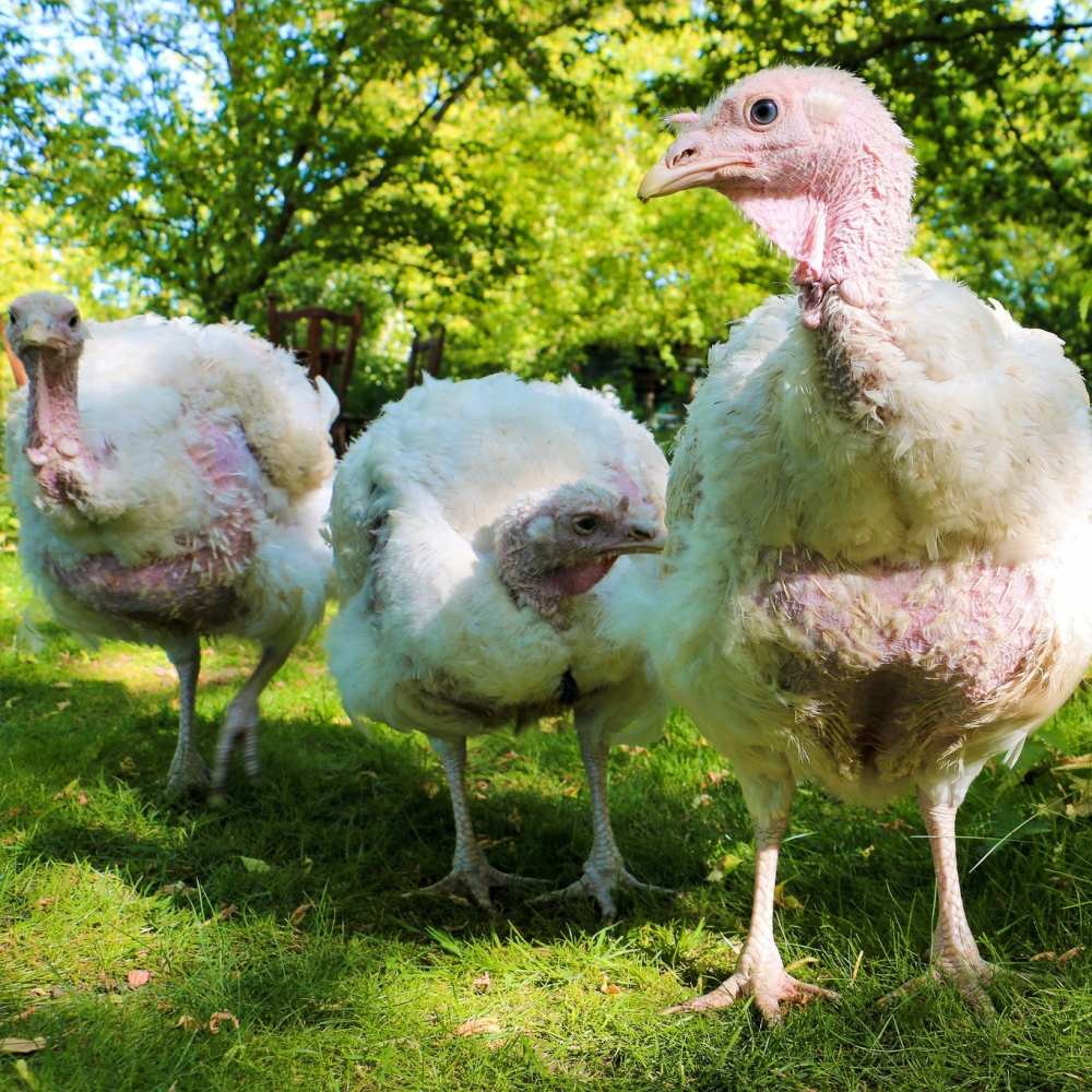 Die Puten Amelie, Luna, Cleo & Anouschka auf einer Wiese