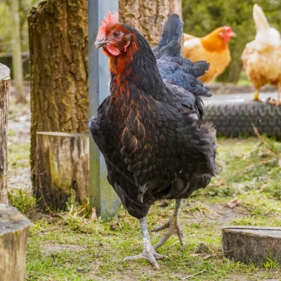 Huhn Dolly steht auf einem Bein und geht in Richtung der Kamera über eine Wiese