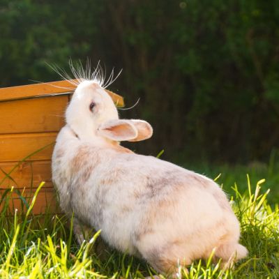 Kaninchen Elfie reibt ihr Kinn an einer Holzhütte.