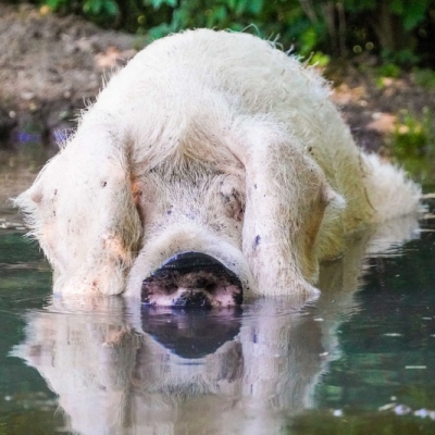 Schwein Hanna liegt in der Suhle