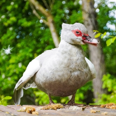 Ente Heidi steht auf einem Holztisch und schüttelt sich.