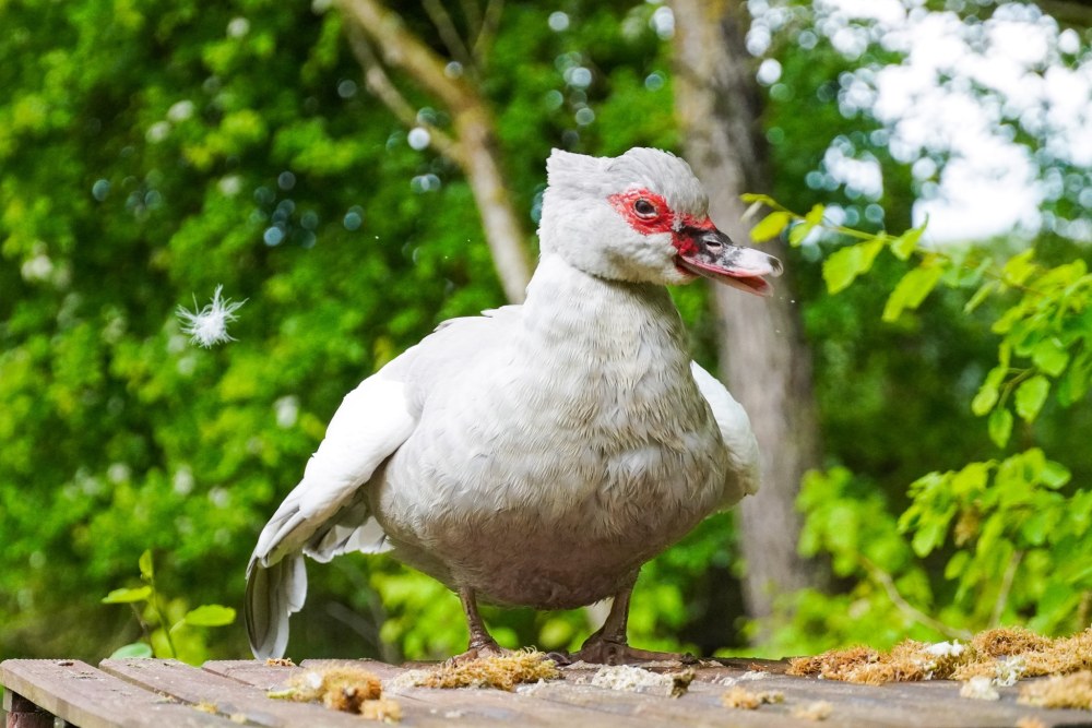 Ente Heidi steht auf einem Holztisch und schüttelt sich.