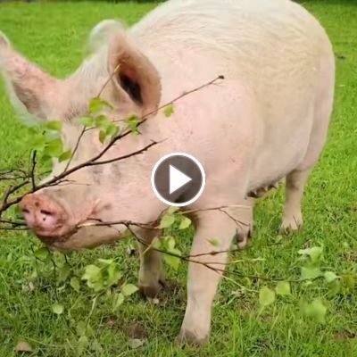 Schwein Hein hat einen Ast im Mund