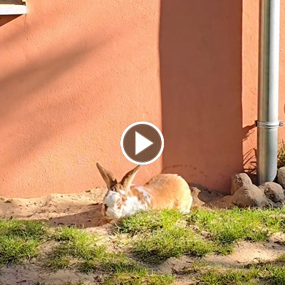 Kaninchen Herr Lili beim Sandbaden
