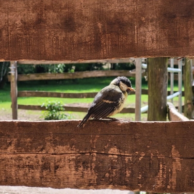 Eine junge Kohlmeise auf einem Holzzaun im Schweineland im Land der Tiere