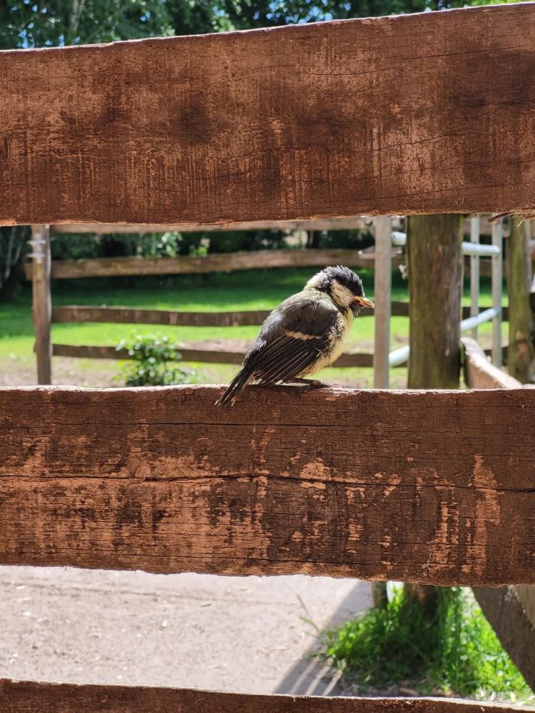 Eine junge Kohlmeise auf einem Holzzaun im Schweineland im Land der Tiere