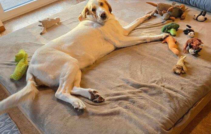 Hündin Lola auf ihrem Bett umgeben von verschiedenen Kuscheltieren
