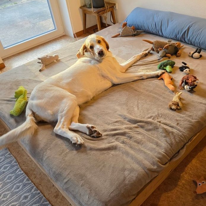 Hündin Lola auf ihrem Bett umgeben von verschiedenen Kuscheltieren